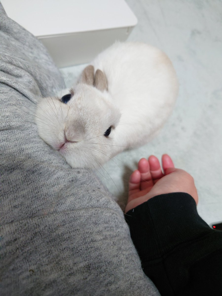 なでをやめるな