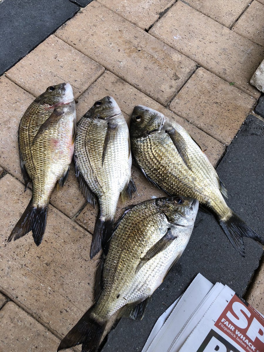 BENVO90's tweet photo. Thành quả sáng giờ đây anh em ơi... 
Theo anh em làm món gì lai rai ngon đây anh em 😊😊
#fish
#fishing https://t.co/9dma4fo3bo