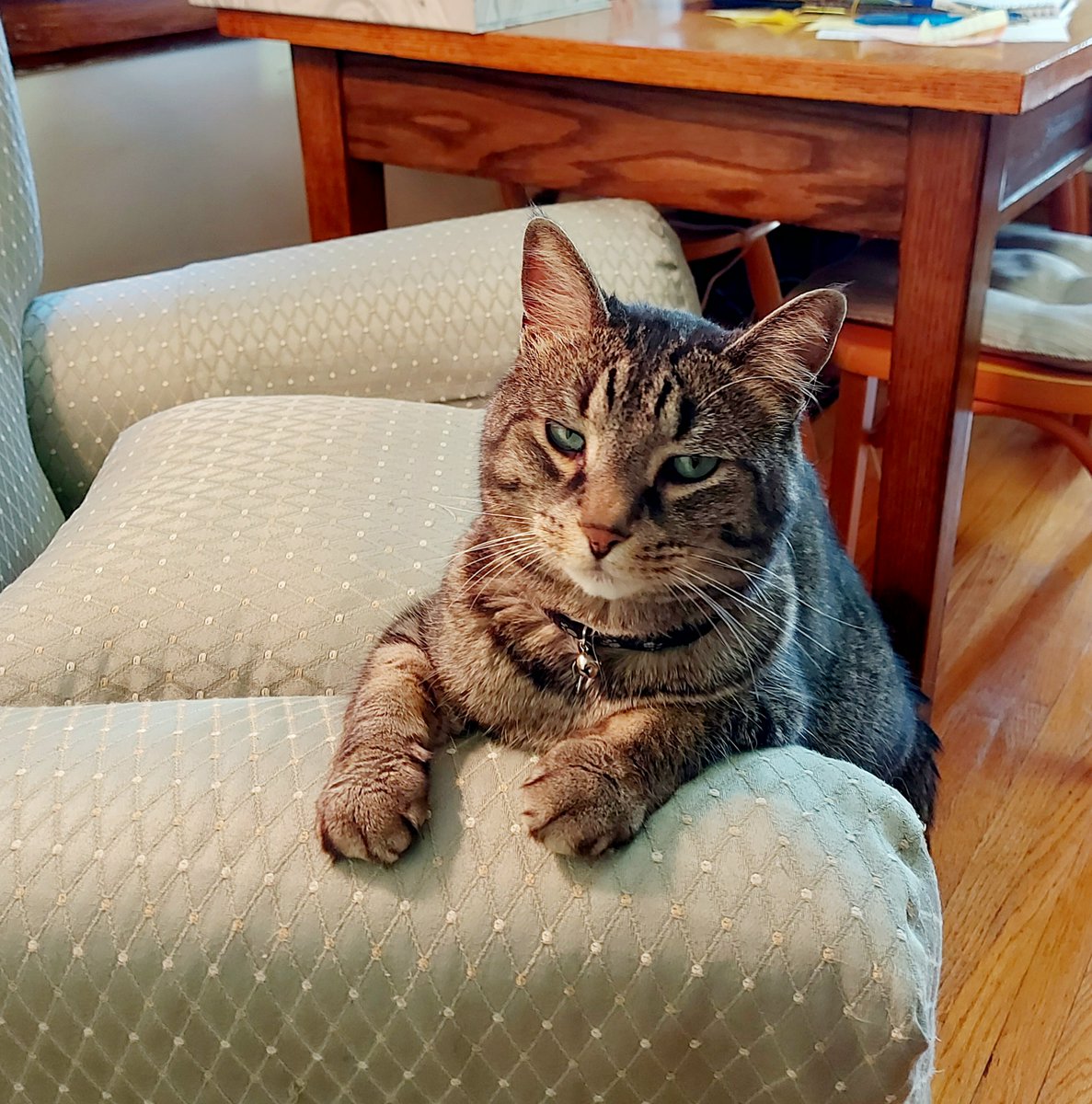 Mum. What do I keep saying about photos? What are you not getting? 😼🐾

#Tabby #tabbycat #thursday #ThursdayThoughts #CatsOfTwitter #CatsOfX #CatsOnTwitter