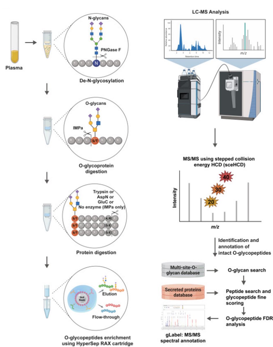 Excited about our recent paper in Cell Reports Methods on LC-MS/MS based global O-glycoproteome analysis in blood plasma co-led by Taewook Kang and Rohit Budhraja from our team #teammassspec #glycotime @CellRepMethods @taewook84 @budhraja_rohit