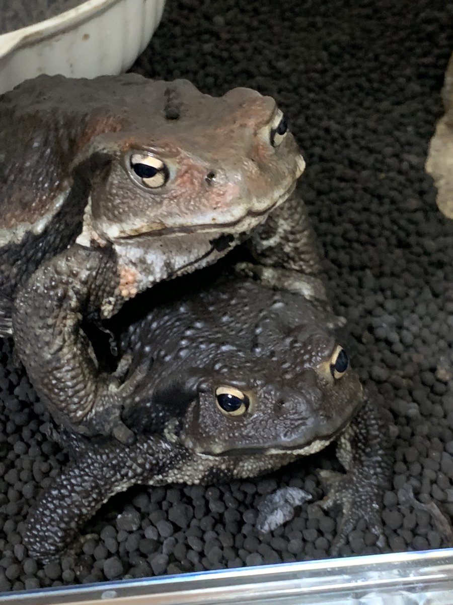 カエルとピョン🐸🐸🐸 (@marumaru0421) / Posts / X