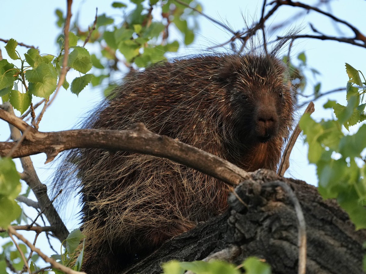 TomParr2's tweet photo. @kapelianis About last night! #bosque #nmtrue #porcupine https://t.co/fbwVZmkPFE