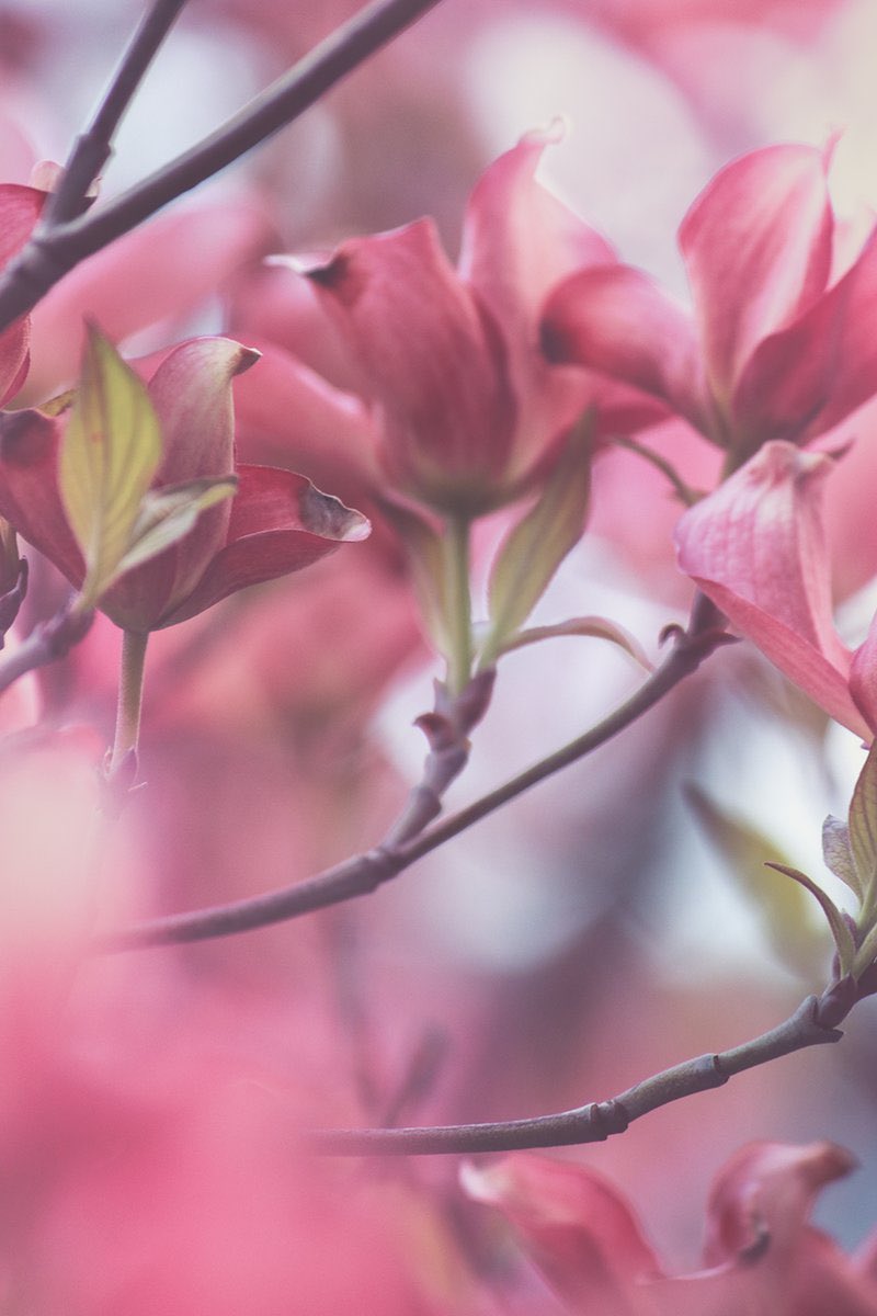 pink 🌷
#photography #springtime #摄影