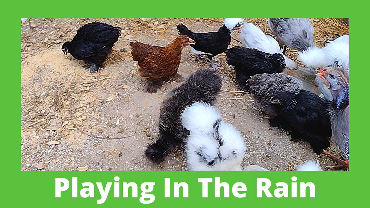 Baby Chicks Playing In Rain
i.mtr.cool/vovrglcclm
#chicksgrowing #silkiechicknes #polishchicks #ChickensForChicks #ChickendaleAR #Chickendale #CFC