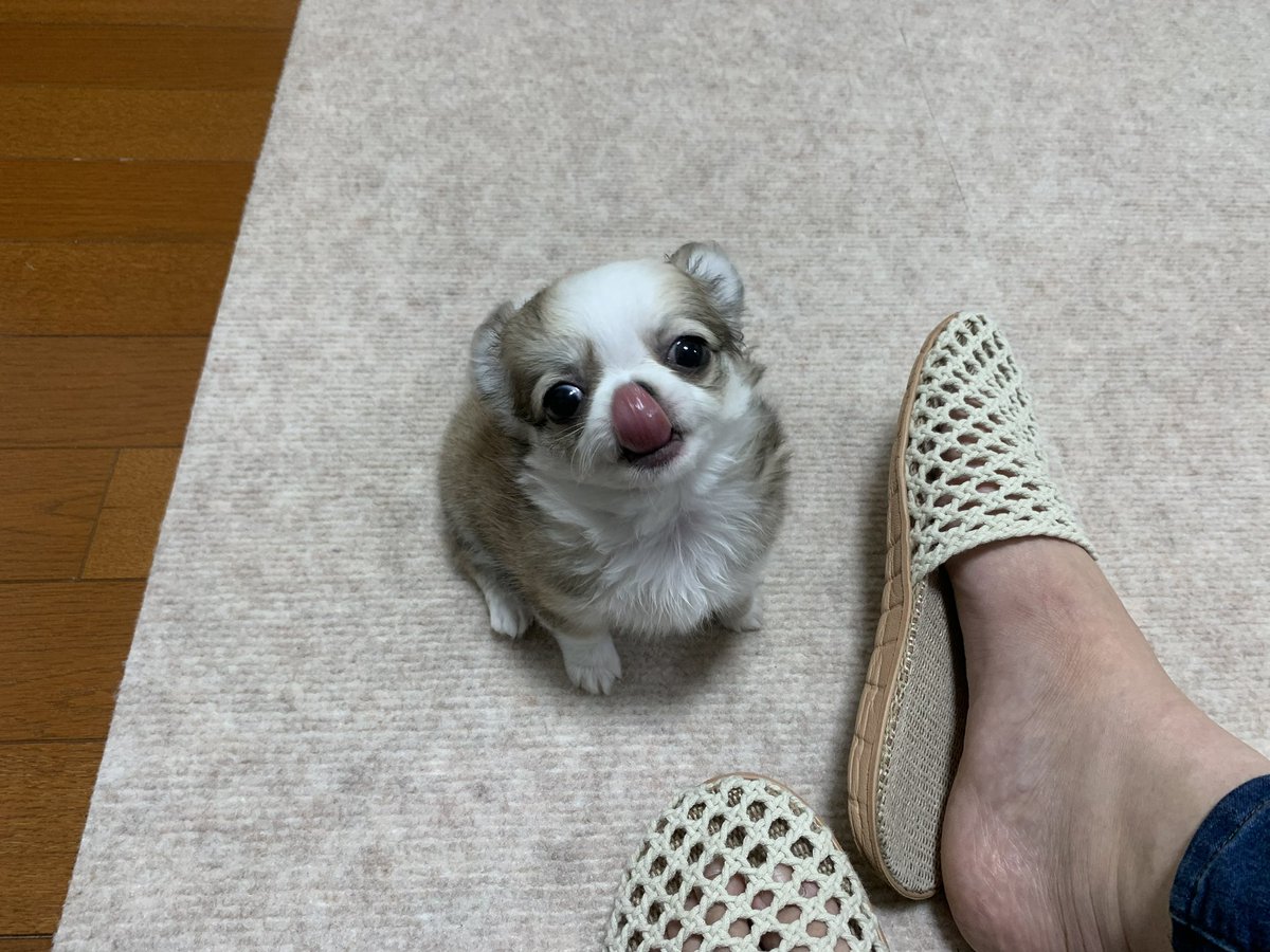 chihuahua_ume tweet picture