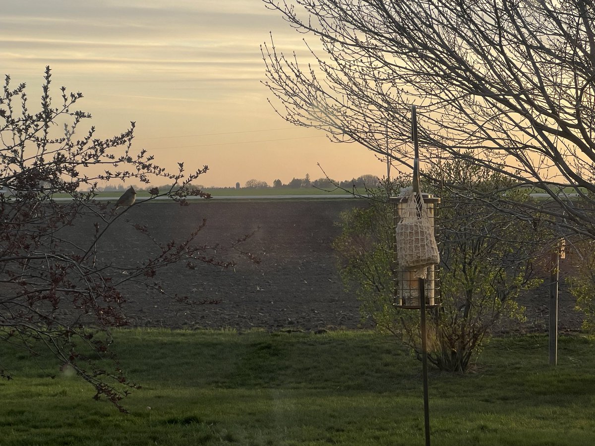 Lovely SE MN evening. Pasque flowers survived frost.