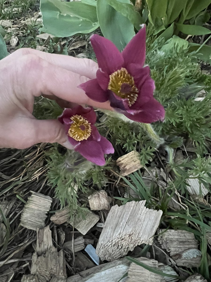 MyraWickMD's tweet photo. Lovely SE MN evening. Pasque flowers survived frost. https://t.co/LBTbOldNmW