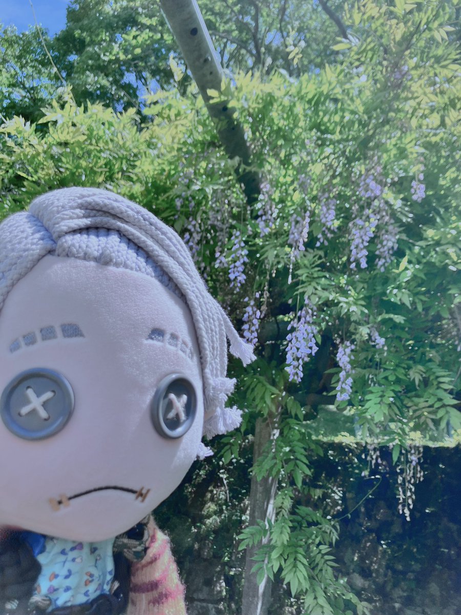 はじめてみました　ふじ？のはな #第五仲間との日常