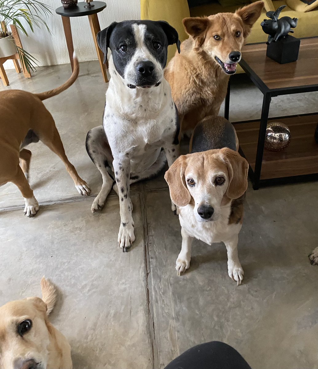 rossanareguillo's tweet photo. Pufff escritura avanzando y perritos a salvo...quizá la manera de contrarrestar el capitalismo salvaje sea esto: proteger la vida, atemperar los ánimos en la esfera pública, llorar lo pequeño y lo frágil y volver tempestad el grito frente a lo no tolerable... https://t.co/9Ou0ORbpXV