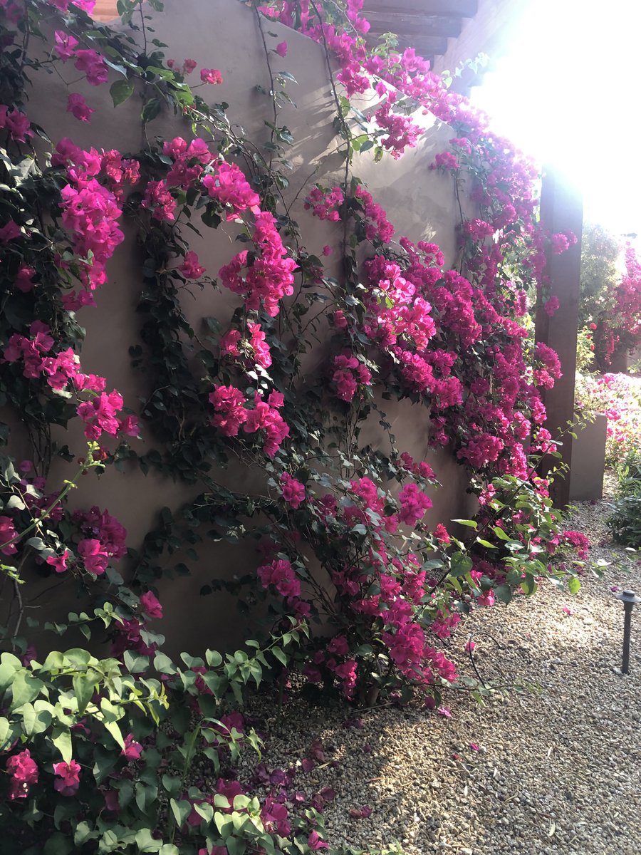 Bougainvillea 🩷