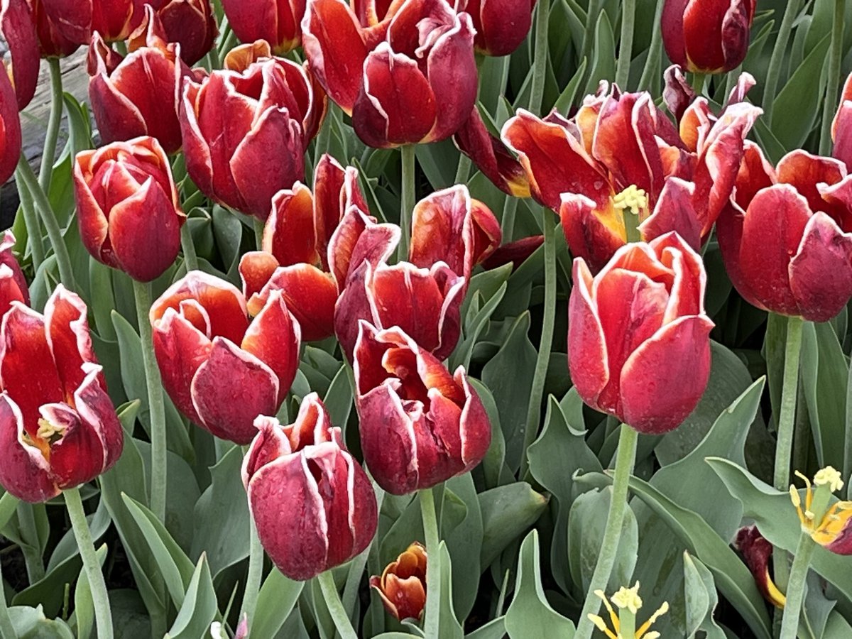 I didn’t realize tulips 🌷 were bountiful in Washington. Definitely need to get the family out here some time
#tulips #SkagitValley #WashingtonState  #PNW