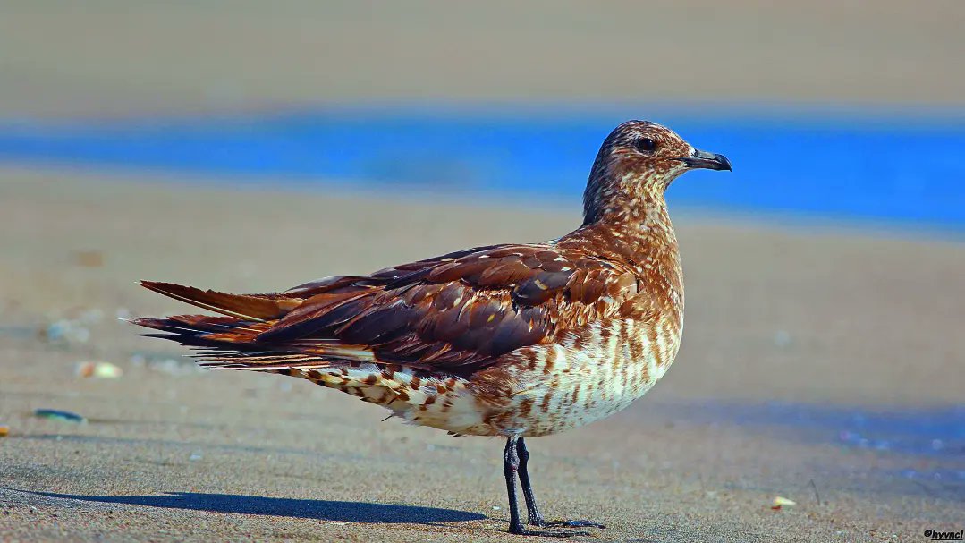 Parasitic Jaeger | Stercorarius parasiticus | KORSAN MARTI

instagram.com/p/C52k1iksZwy/…

#parasiticjaeger #stercorariusparasiticus #16x9_birds #pajareo #birdsofX #birdspotting #birdyourworld #500pxrtg #ThePhotoHour #400mmL #dailyphoto #PintoFotografia #hayvanmanzaraları #animalscape