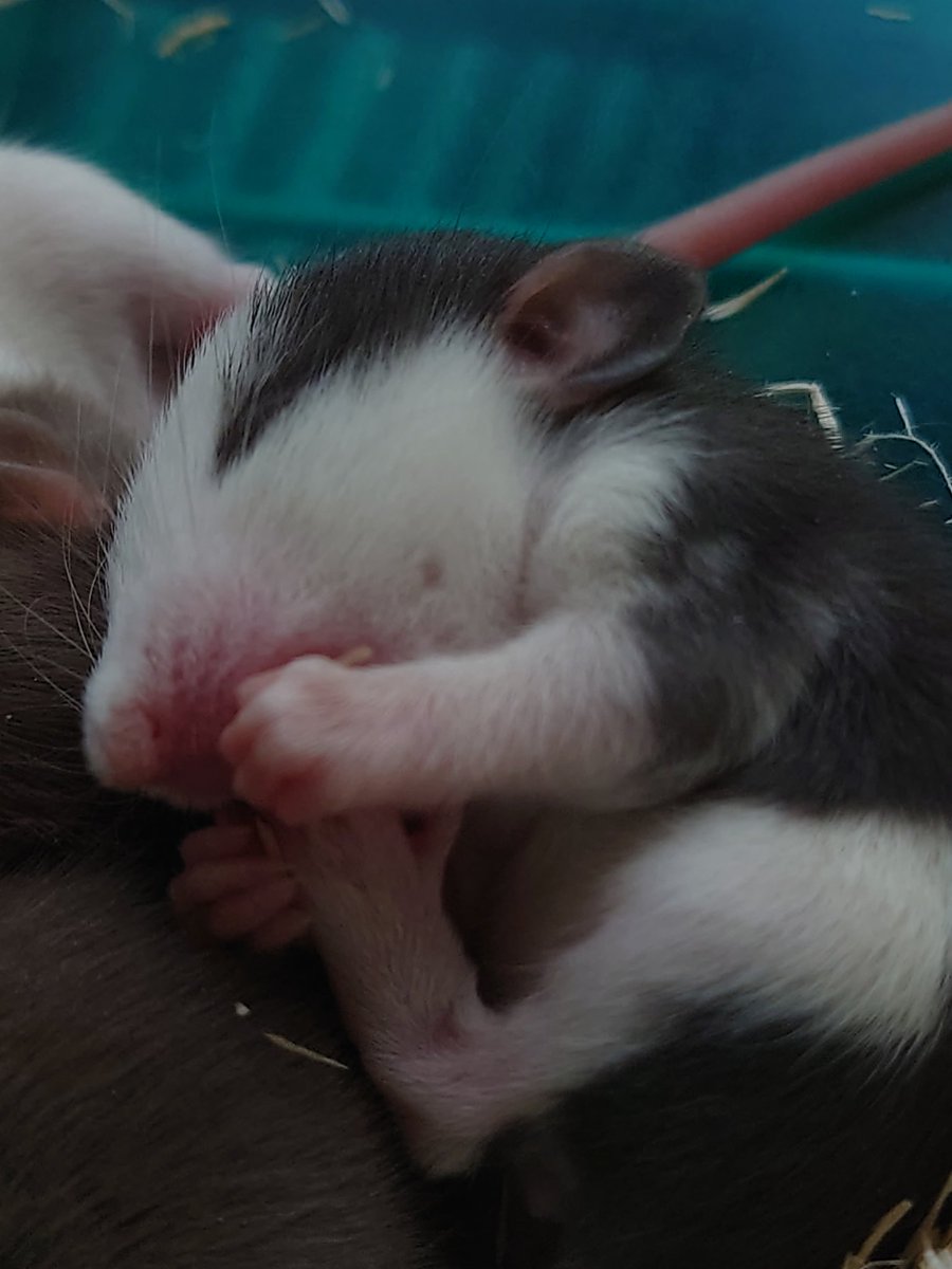 SMILE_mzn's tweet photo. 子ドブたちの目が開き、世界一可愛い生き物に進化しましたね https://t.co/cacJdUSVnV