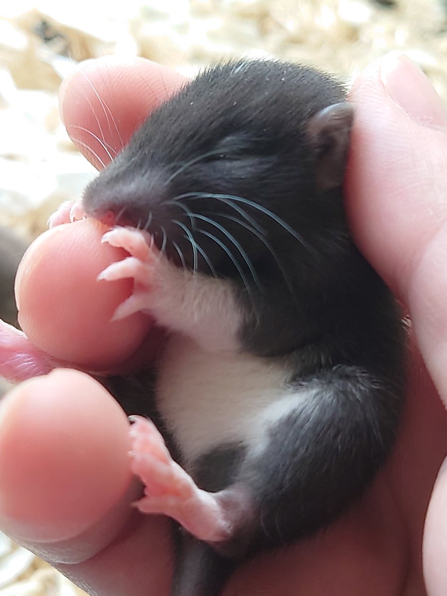 SMILE_mzn's tweet photo. 子ドブたちの目が開き、世界一可愛い生き物に進化しましたね https://t.co/cacJdUSVnV