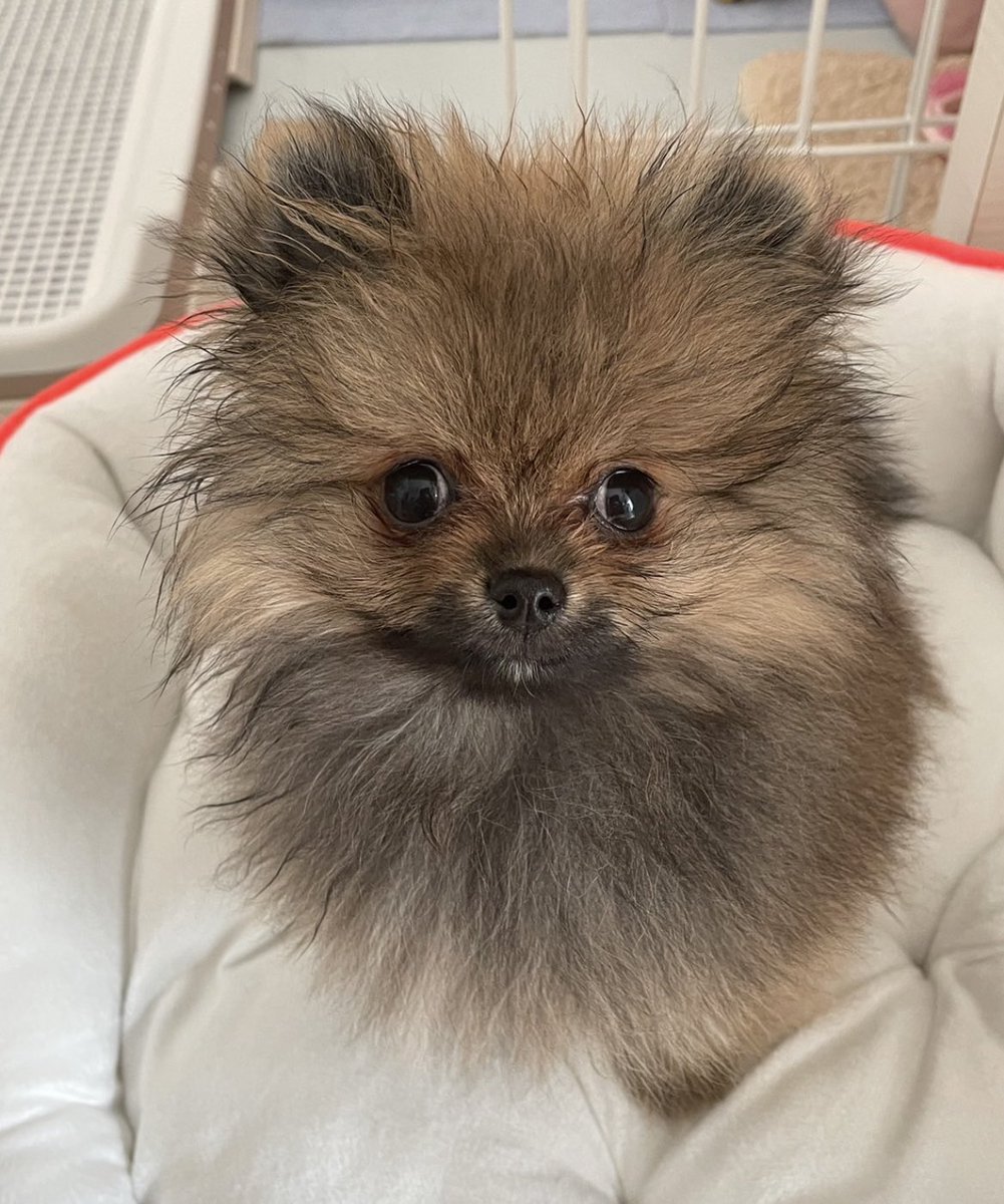 jun_pomeranian tweet picture