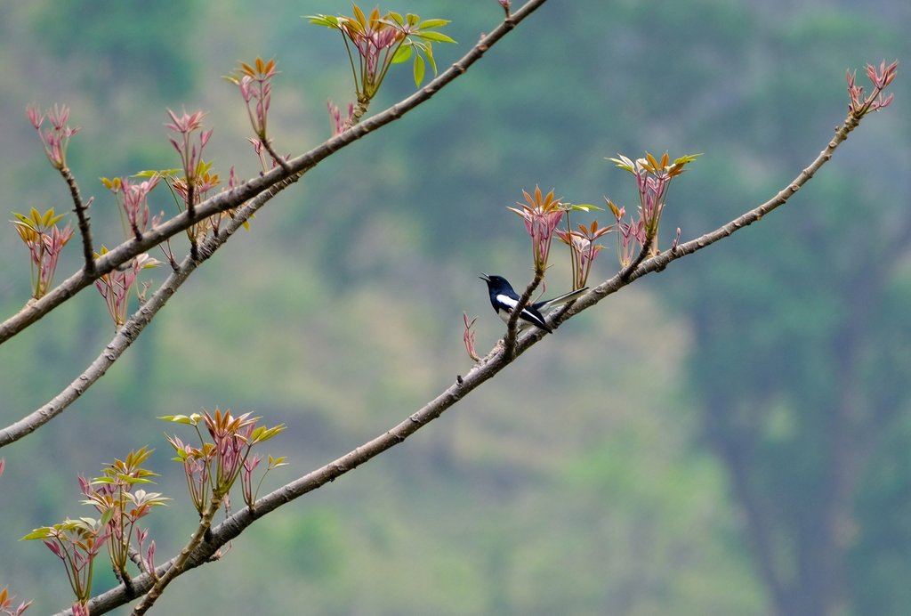 #dehradun #Uttarakhand #BirdsSeenIn2024 #IndiAves #fujifilm #70300mm