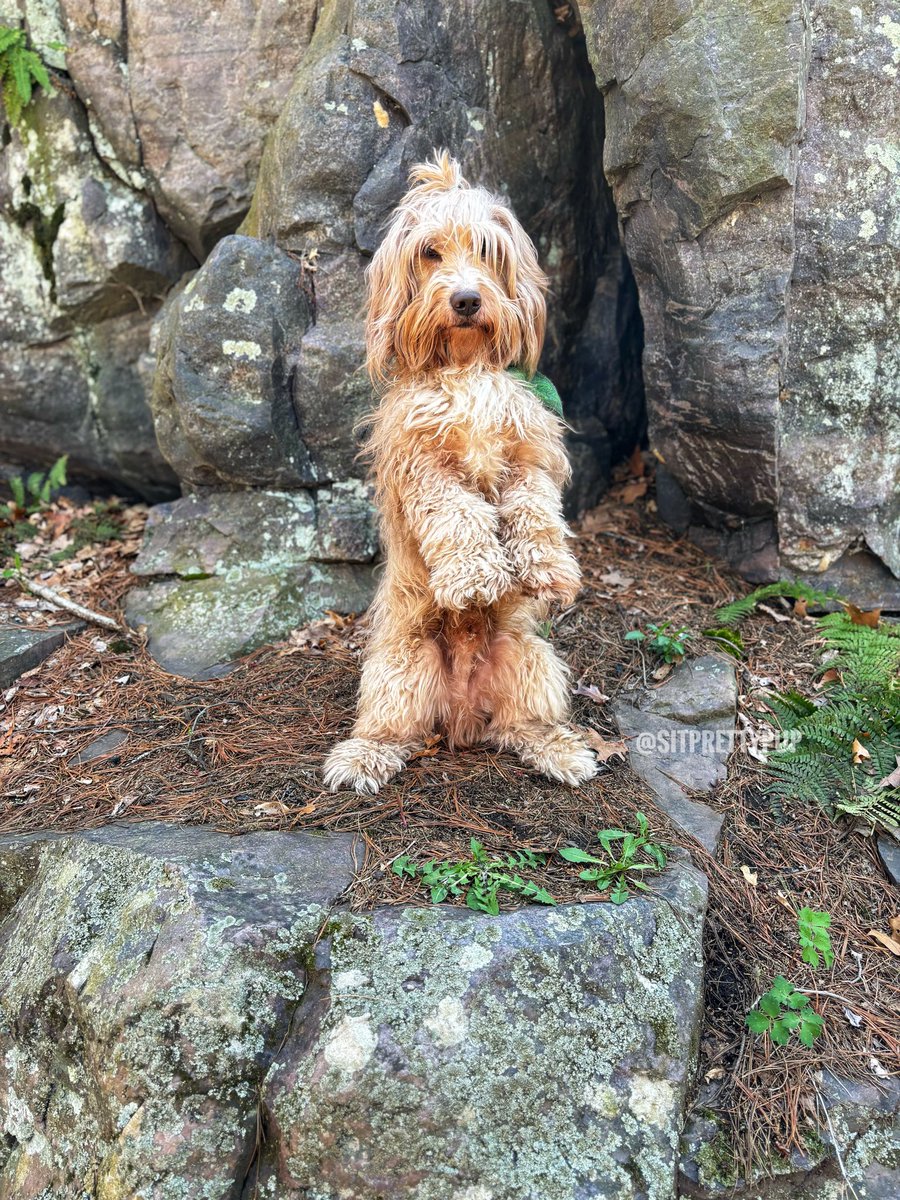 sitprettypup's tweet photo. A beautiful hike at Devil’s Lake in Baraboo, Wisconsin, with #Goldendoodle Maverick
#dogsofx #hiking #wisconsindogs https://t.co/Xu5f5XMQzQ