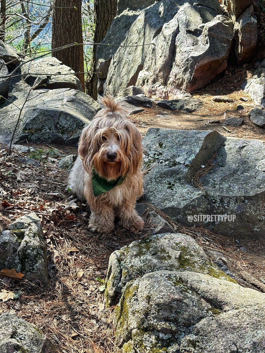 sitprettypup's tweet photo. A beautiful hike at Devil’s Lake in Baraboo, Wisconsin, with #Goldendoodle Maverick
#dogsofx #hiking #wisconsindogs https://t.co/Xu5f5XMQzQ