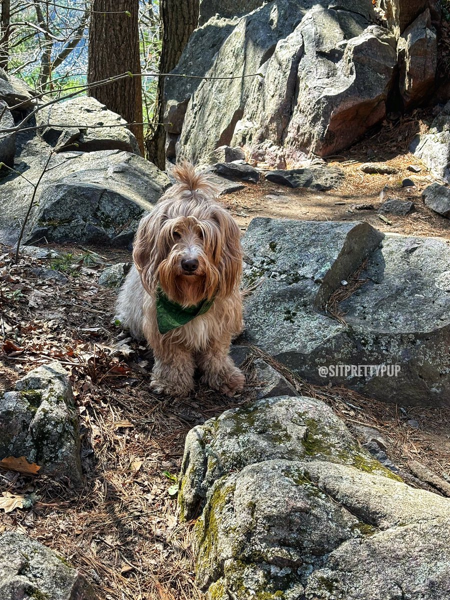 A beautiful hike at Devil’s Lake in Baraboo, Wisconsin, with #Goldendoodle Maverick 

#dogsofx #hiking #wisconsindogs