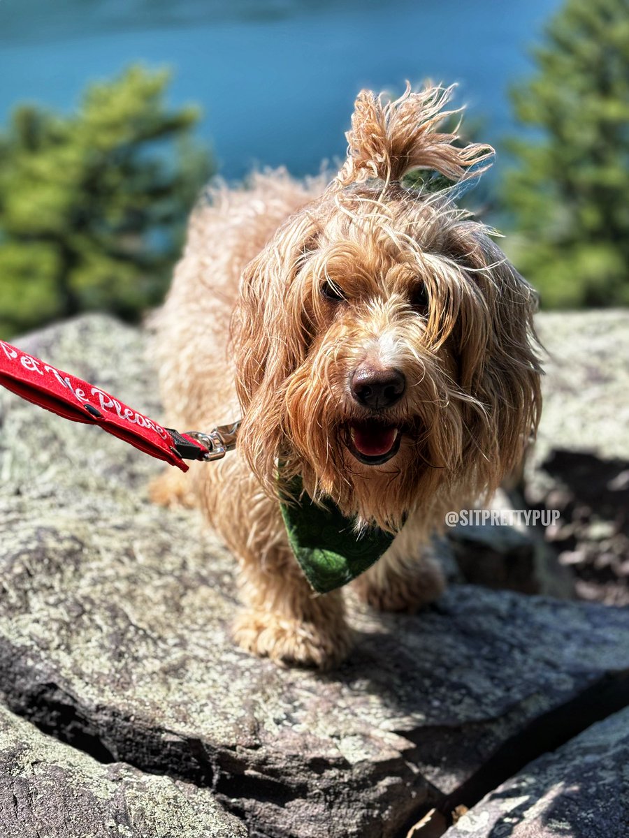 sitprettypup's tweet photo. A beautiful hike at Devil’s Lake in Baraboo, Wisconsin, with #Goldendoodle Maverick
#dogsofx #hiking #wisconsindogs https://t.co/Xu5f5XMQzQ