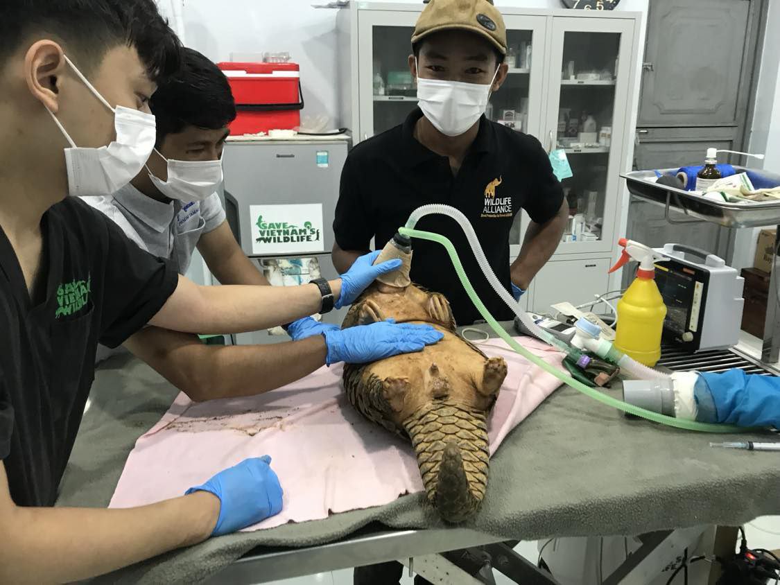 Wildlife Alliance celebrates World Vet Day, we thank our vets at Phnom Tamao Wildlife Rescue Centre who have done and continue doing an outstanding job in treating, caring and maintaining the good health of all the rescued wildlife. #wildlifealliance #phnomtamao #WorldVetDay