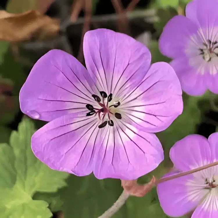 Middleton Nurseries tweet media