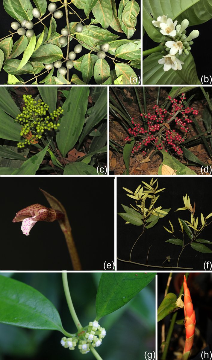 A botanical oasis rather than a biological desert: Rediscoveries, new species and new records in a tropical city Louise Neo, et al. 📖 ow.ly/maXW50RnaIo #NewIssue