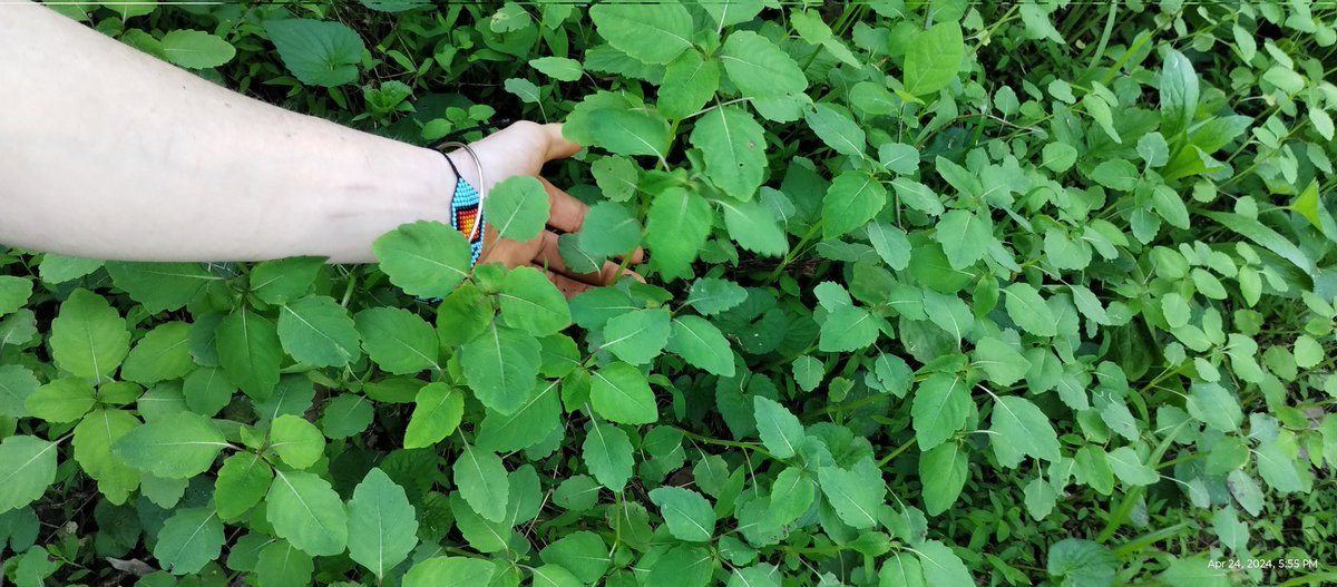 Jewelweed babies,
And henna stains.