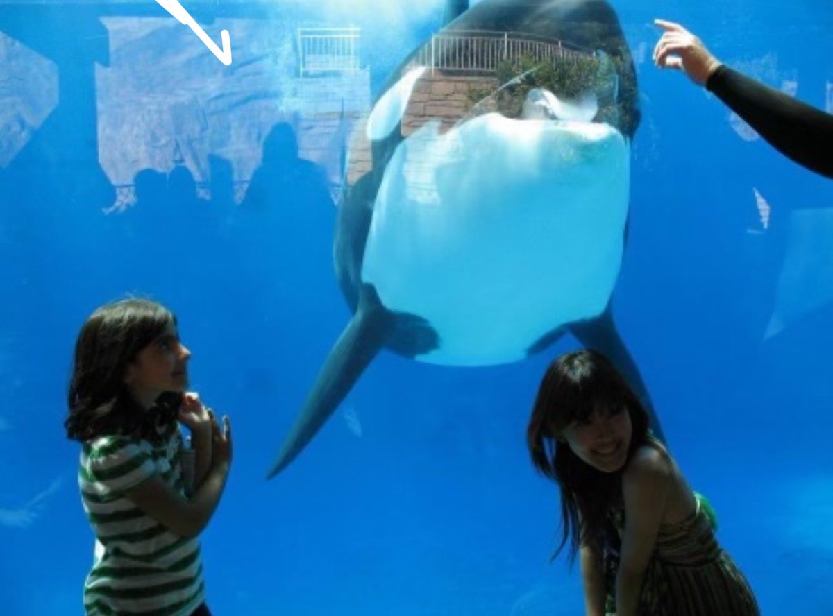 When #tokitae died i cried so much. Been following her story since i was 11. 

#Corky is nearing 60. If she passes, i’m gonna loose it. I dont think i’d be the same after that. Fuck seaworld. 

-

Pics of me + corky when i was 8 🥹💖