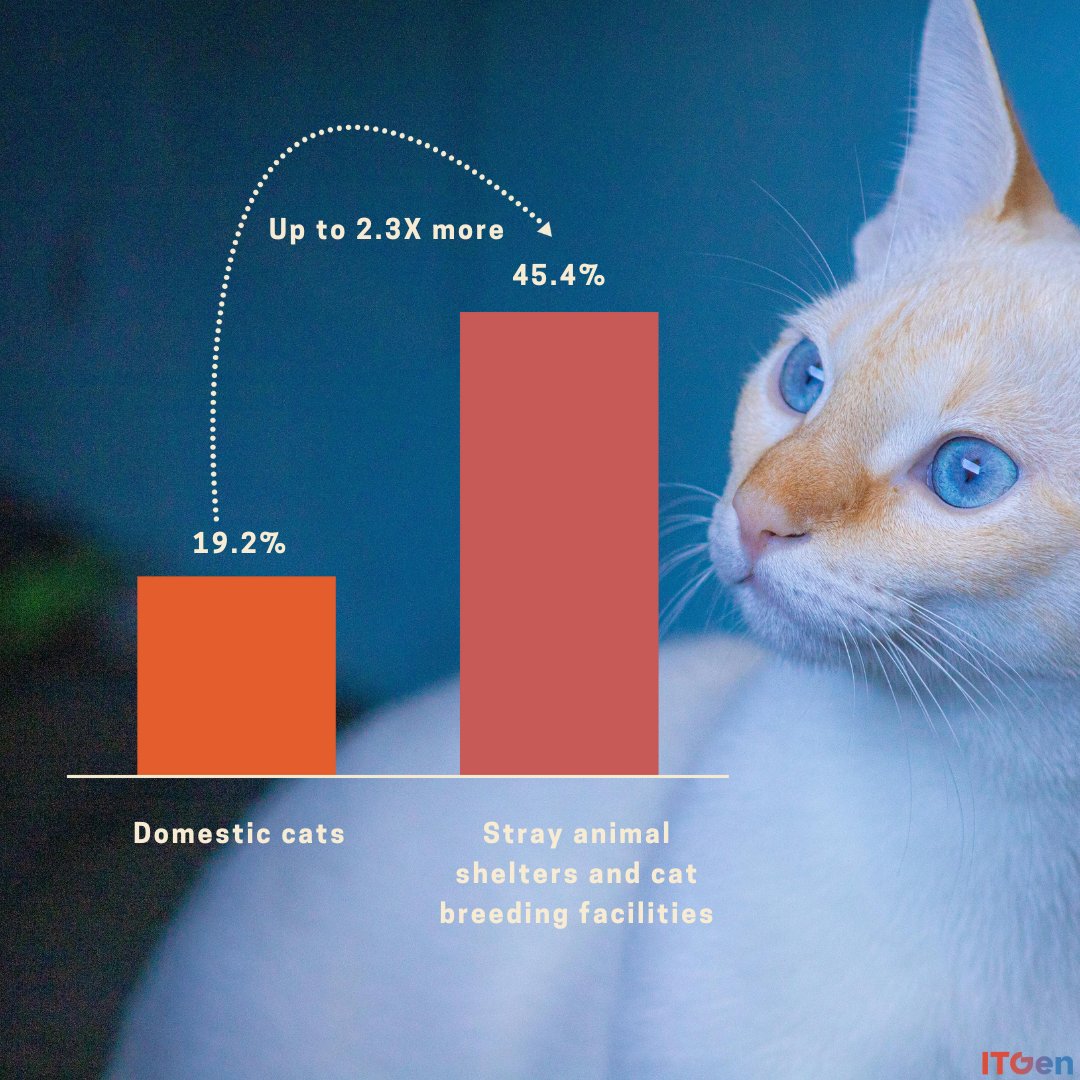 Crazy stat alert🚨🐱: In certain areas of China, our feline friends at stray animal shelters and cat breeding facilities are testing positive for FPV at rates 2.3X higher than our beloved home kitties.  #itgen #vet #vetmed #veterinarian #rapidtest