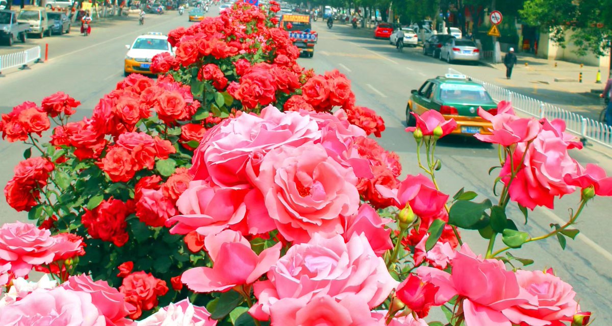 Seeing the roses on the streets of Nanyang, I instantly think of the Big Flower Coat in Northeast China. 看到南阳街头的月季，瞬间想起东北的大花袄。🤣 #爱上南阳