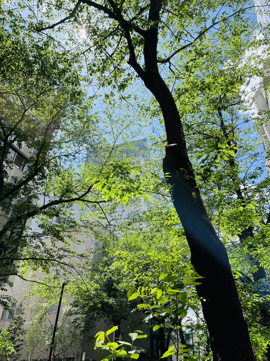 渋谷の桜坂もすっかり深緑