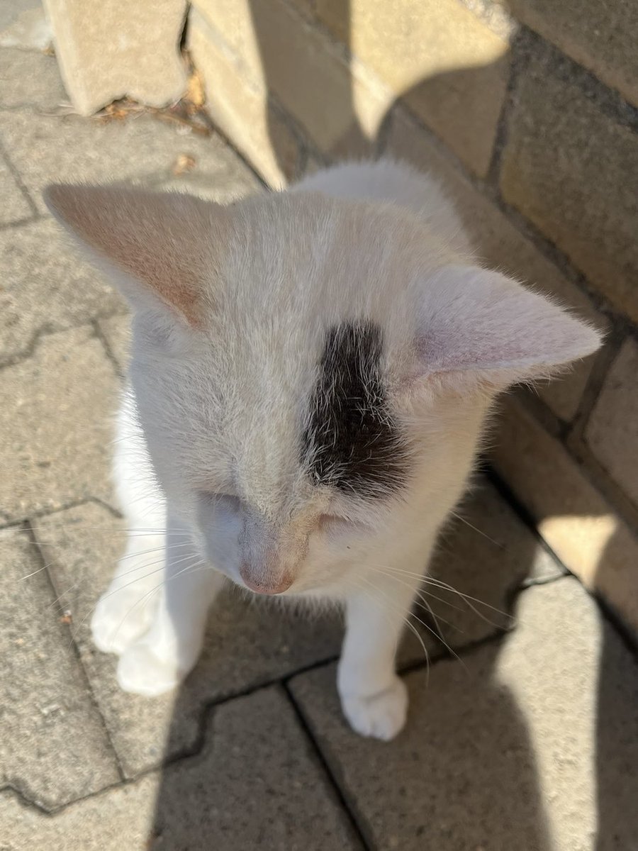 I found an Oreo on Marshmallow's forehead!! 🐈‍⬛👀

#trademark #AlwaysTogether #cat #catlife #halfstraycat #whitecat #blackcat #lovelycat #pawpads #cattastic #catoftheday