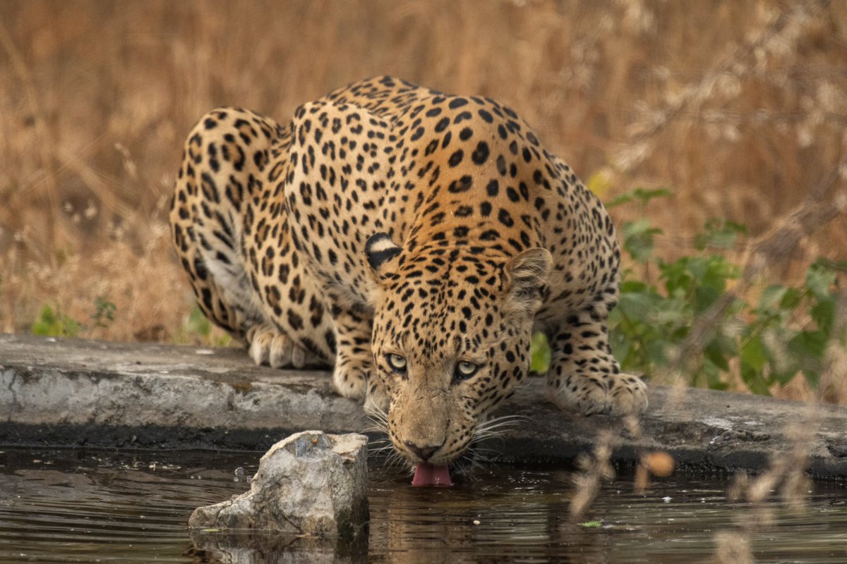 Eyes 👀 

Leopard in Jhalana ✅

Rana ji 

#dailypic #IndiAves #TwitterNatureCommunity #birdwatching #ThePhotoHour #BBCWildlifePOTD #natgeoindia