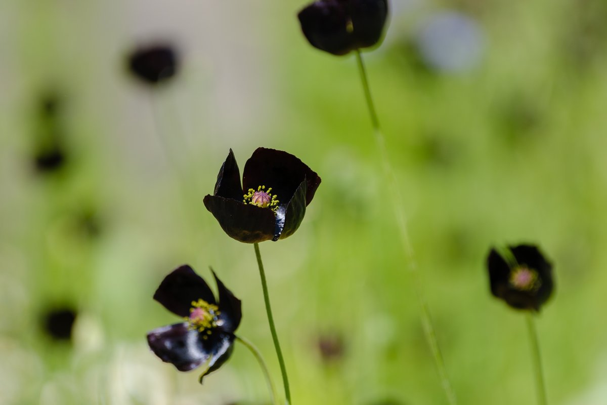 これはブラックな花です。
特にアピールする事も無く普通に咲いてた黒いポピー😅
#takkun_collection_flowers #私の花の写真 #nature_brilliance_flowers
#ポピー #海の中道海浜公園
#fujifilm_xseries #xt5 #今日もX日和
XF70-300mmF4-5.6 R LM OIS WR
🎞️ASTIA