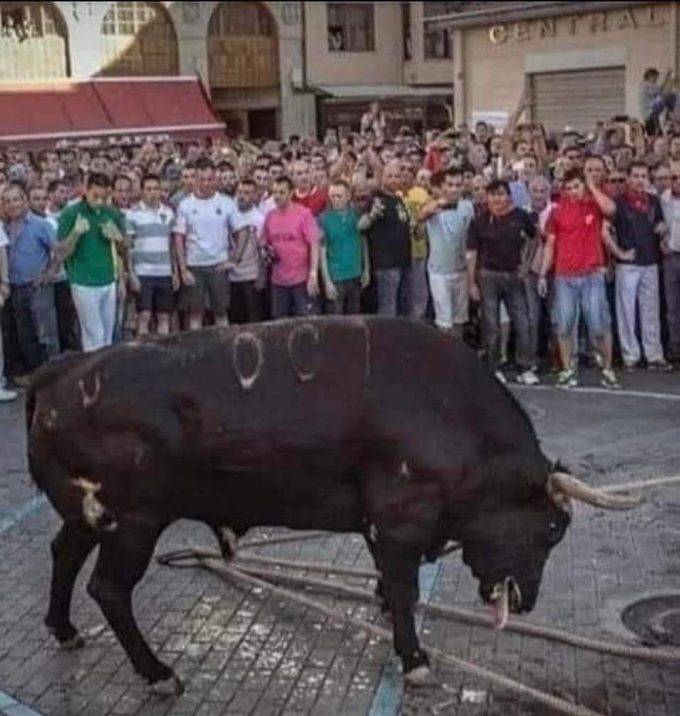 Recepsamuncu1's tweet photo. Boğa güreşi öncesinde boğanın kulakları ıslak gazetelerle doldurulur, Bakış açısını soldurmak için gözlerine vazelin sürülür;  Nefes almasını zorlaştırmak için burun deliklerine pamuk tıkılır ve cinsel organına iğne yerleştirilir.

Dengesini kaybetmesi için bacaklarına yakıcı bir https://t.co/e3u2tZlBxK