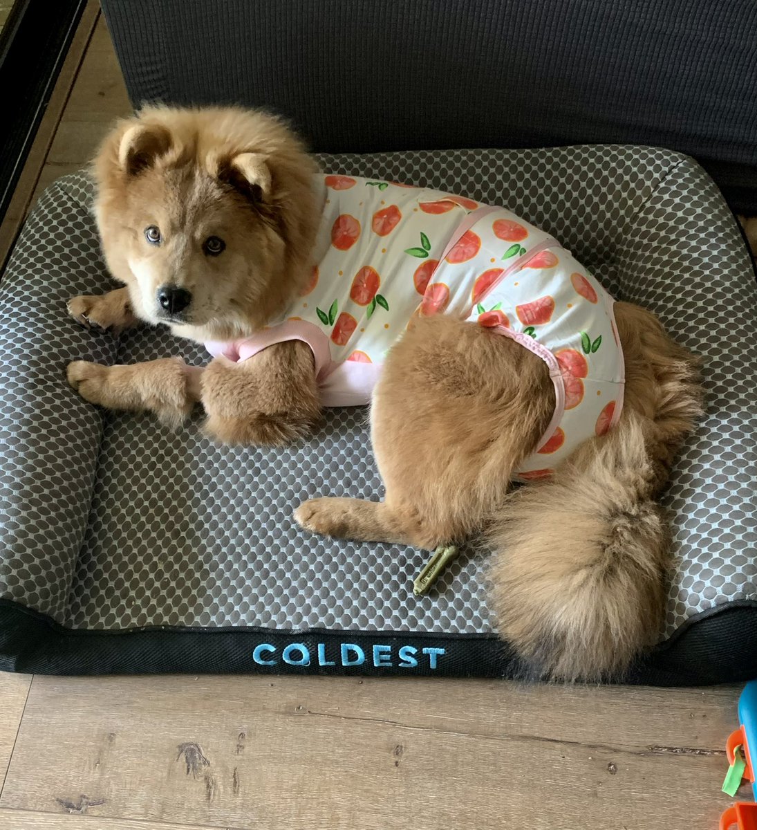 When you opt for the onsie instead of the cone of shame. 
.
.
#lovebugsrescue #instadog #dogstagram #chowchow #chowchowsofinstagram #instachow #rescued #love #2024 #spayed #spayday #petstagram #humpday #dogsofinstagram #dogrescue