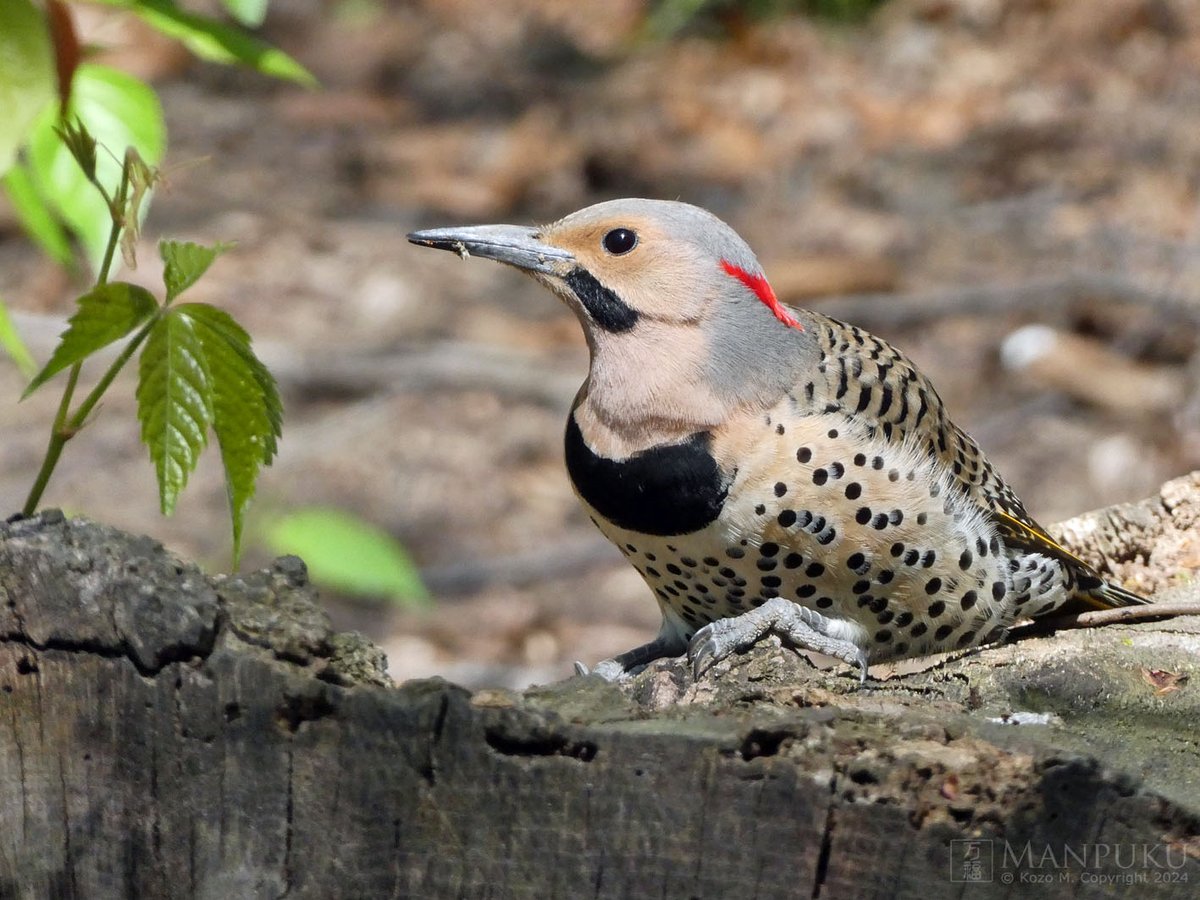 manpuku_and_i's tweet photo. Northern Flicker in the ramble yesterday.
#bircpp https://t.co/9lACTaC5LI