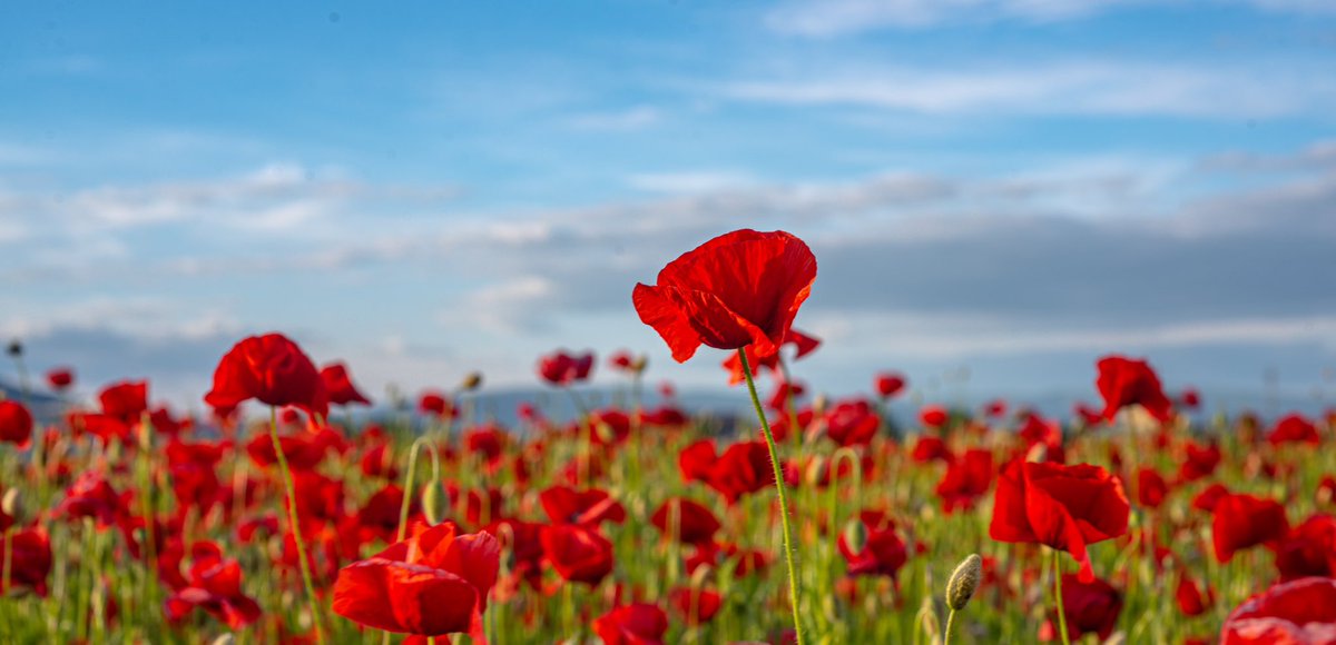 They shall grow not old, as we that are left grow old: Age shall not weary them, nor the years condemn. At the going down of the sun and in the morning We will remember them. Lest we forget.