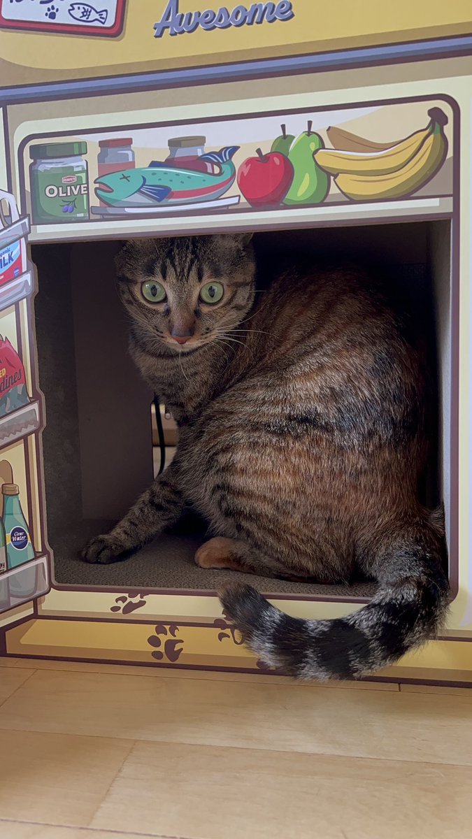 @awesomestore417 さんの冷蔵庫型爪とぎが可愛すぎる😮‍💨💗
 #TikTok猫部 
 #爪とぎ 
 #awesomestore