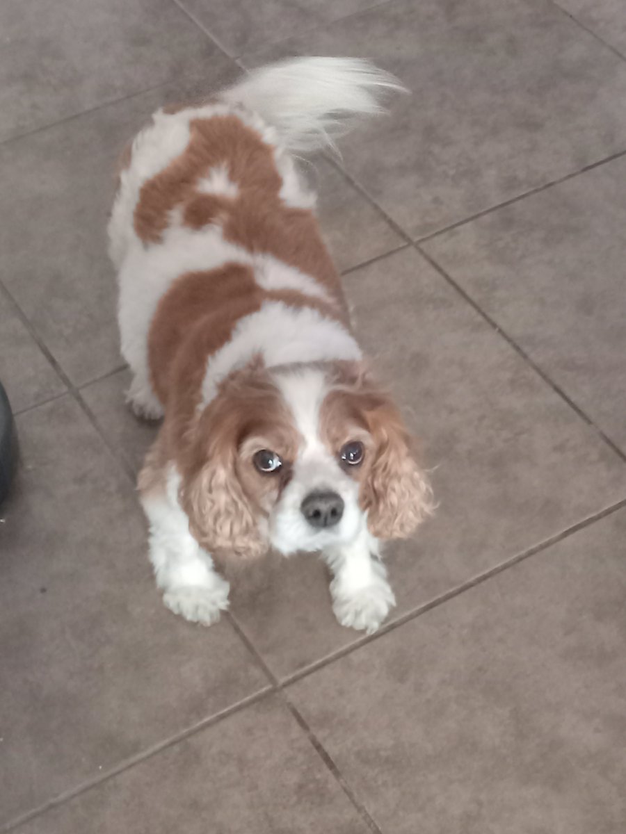 rrremmyyy's tweet photo. Well... yesterday was a day that I've been dreading for the past several years. Had to put down my best friend Cosmo (aka Barky Boy / Mr. Mo). Cavaliers are amazing but man, it's tough to see them go through heart issues later in their lives. 😢 4th pic is from his final day. https://t.co/dhjamQOBBn