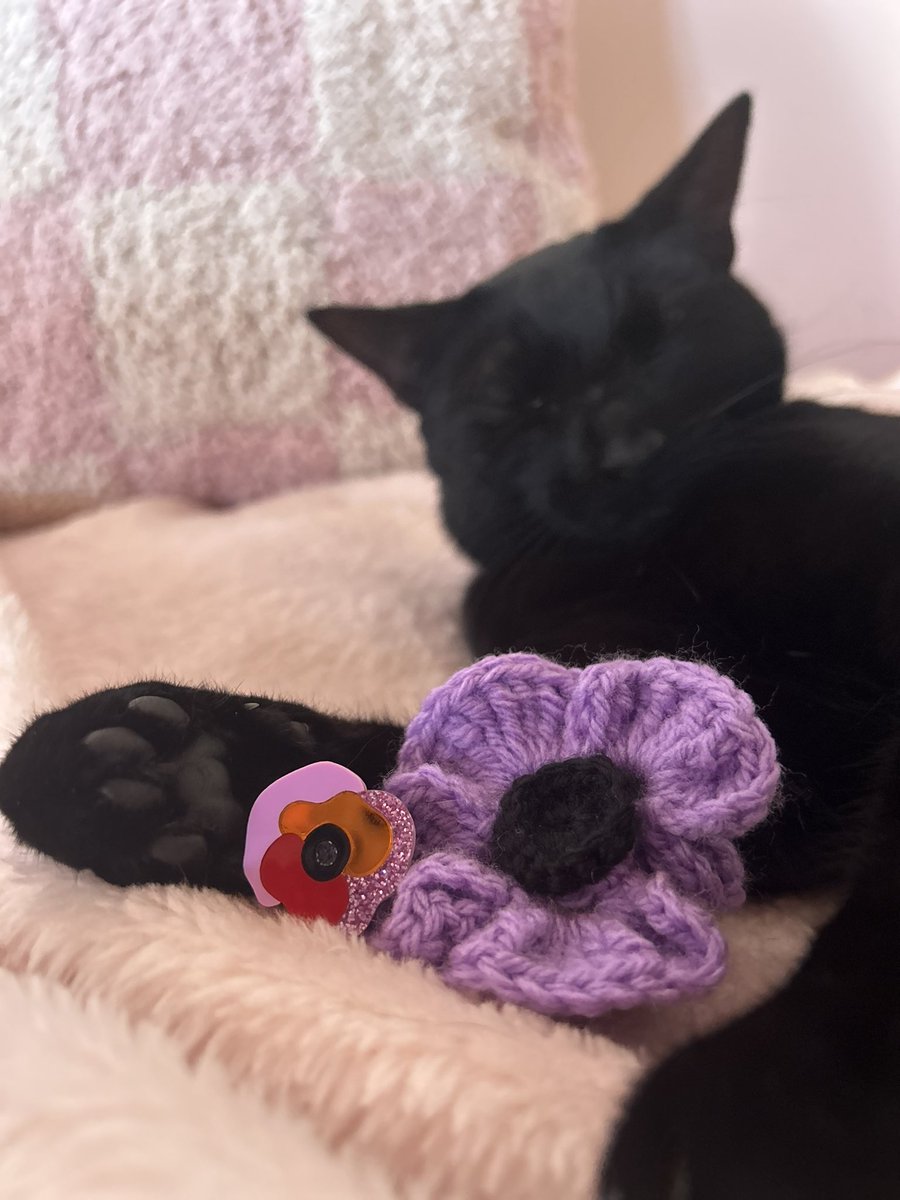 ✨🩷💜🌹Lest we forget!🐶🐴🐦🐱🌹💜🩷✨
#anzacday #australia #purplepoppy #animalsofwar #war #anzac #poppy #australiansoldiers #menandwomenofwar #respect #thankyou