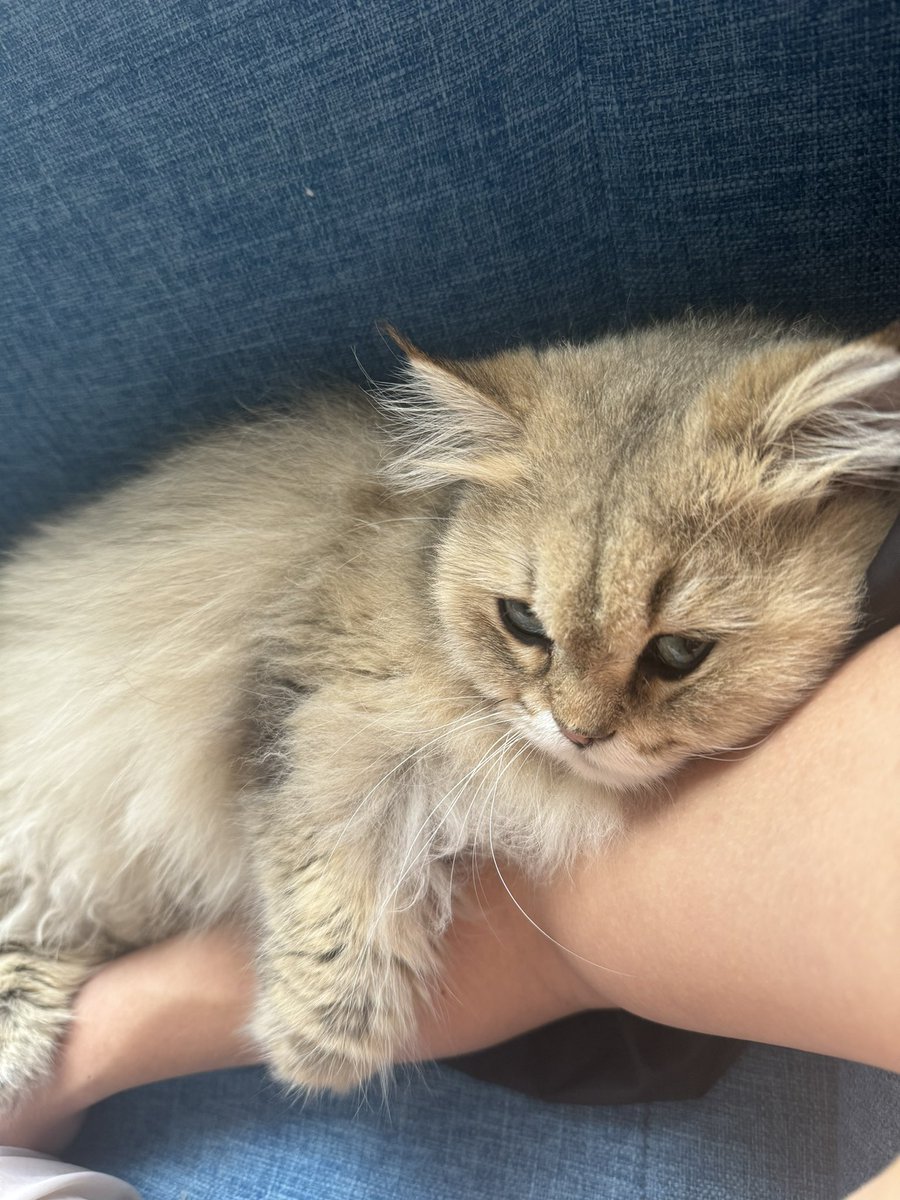 Chongchongca's tweet photo. @Q111978832 我的猫儿子 https://t.co/n9HaWP4QSP