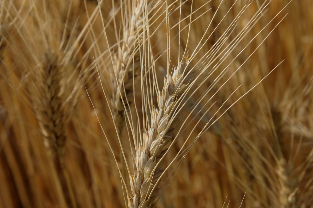 The Department of Agronomy and K-State Research and Extension will host several winter #wheat variety plot tours in different regions of the state starting May 15. Check out the schedule in the article: bit.ly/3w98sWG @KStateRE