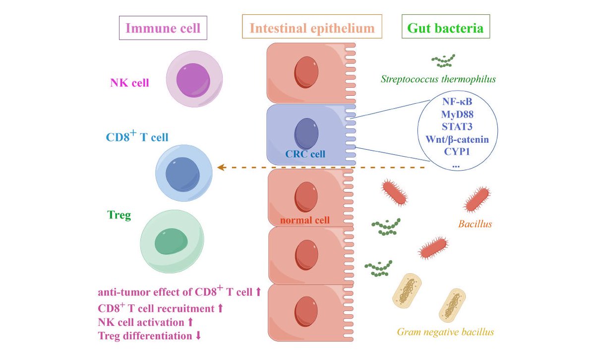 This study highlights how #gutmicrobiota influences #colorectalcancer treatment, suggesting its combination with #targetedtherapy and #immunotherapy to improve efficacy. Oline: oaepublish.com/articles/2394-… PDF: f.oaes.cc/xmlpdf/afee229…
