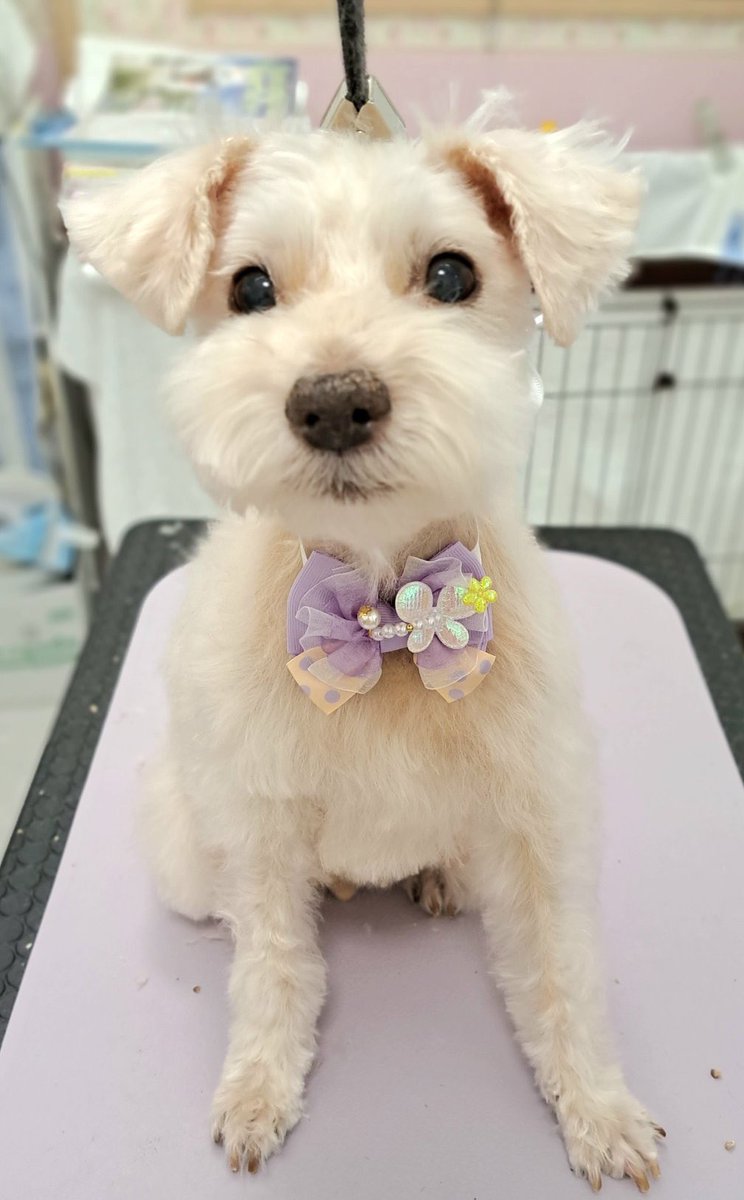 coconut_9972's tweet photo. トリミングに行って来ました🐶✨

シルク泡パックというのを
していただきました🫧🫧🫧 https://t.co/RFjygb0gmU