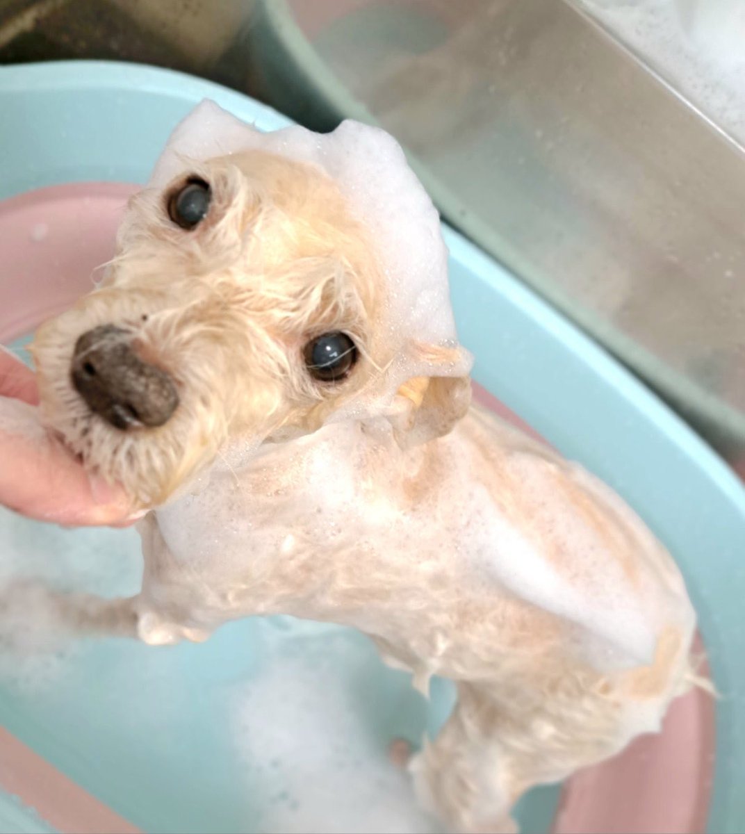 coconut_9972's tweet photo. トリミングに行って来ました🐶✨

シルク泡パックというのを
していただきました🫧🫧🫧 https://t.co/RFjygb0gmU
