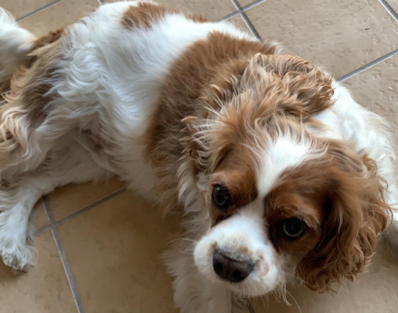 rrremmyyy's tweet photo. Well... yesterday was a day that I've been dreading for the past several years. Had to put down my best friend Cosmo (aka Barky Boy / Mr. Mo). Cavaliers are amazing but man, it's tough to see them go through heart issues later in their lives. 😢 4th pic is from his final day. https://t.co/dhjamQOBBn