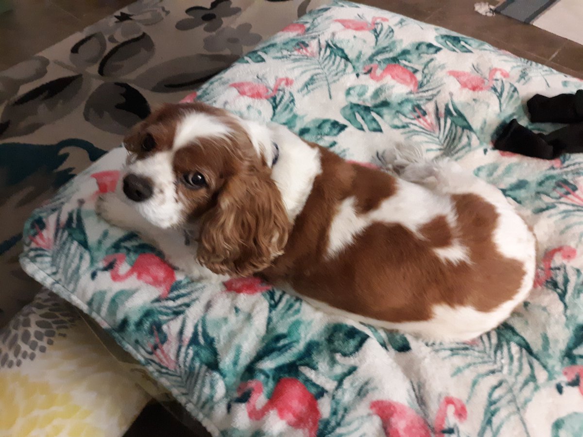 rrremmyyy's tweet photo. Well... yesterday was a day that I've been dreading for the past several years. Had to put down my best friend Cosmo (aka Barky Boy / Mr. Mo). Cavaliers are amazing but man, it's tough to see them go through heart issues later in their lives. 😢 4th pic is from his final day. https://t.co/dhjamQOBBn