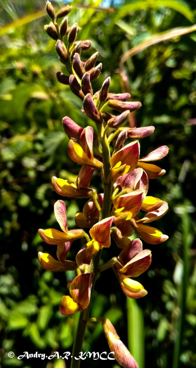 POTD – Rhynchosia versicolor (IUCN LC), #Fabales, #Fabaceae, liana #endemic to #Madagascar, recorded in #Angilomby, #Itasy_Region, #TRAFFIC_project, #Accelerated_Taxonomy.